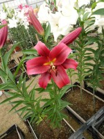 [4437 PO34 Farini No01.JPG]